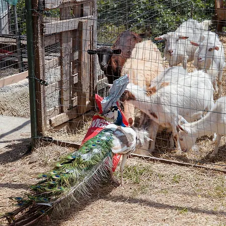 Vakantieboerderij A Ca Du Cappellan *